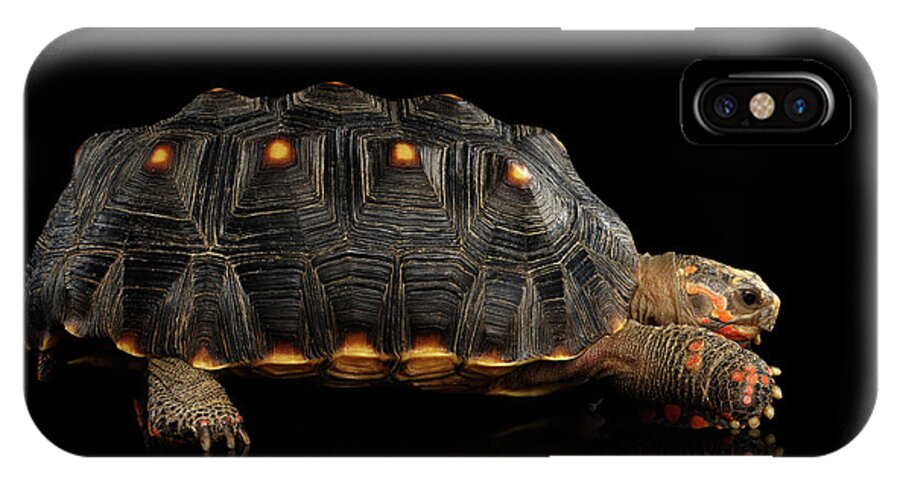 Red Footed Tortoise Iphone X Case For Sale By Sergey Taran