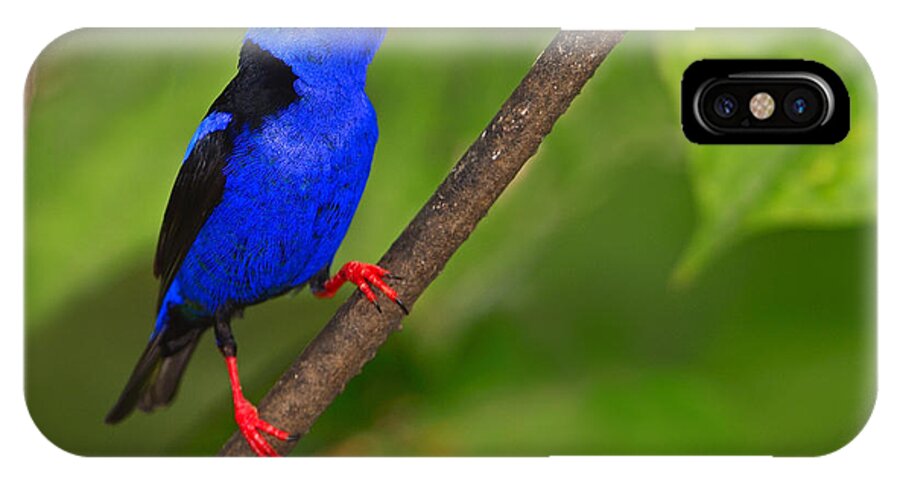 Red-legged Honeycreeper iPhone X Case featuring the photograph Red-legged Honeycreeper by Tony Beck