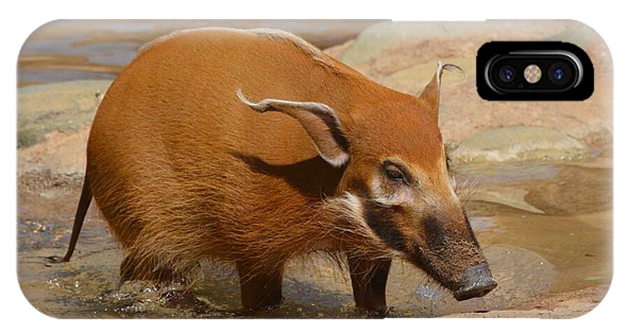 Red River Hog iPhone X Case featuring the photograph Red River Hog by Savannah Gibbs