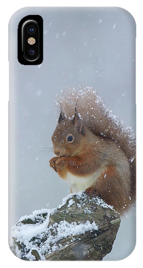 Red iPhone X Case featuring the photograph Red Squirrel In A Blizzard by Pete Walkden