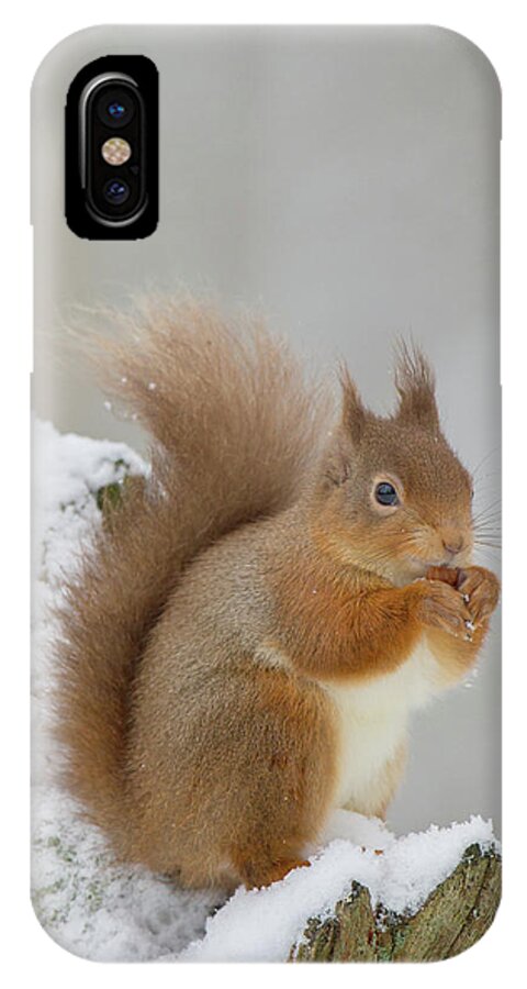 Red iPhone X Case featuring the photograph Red Squirrel In The Snow Side On by Pete Walkden