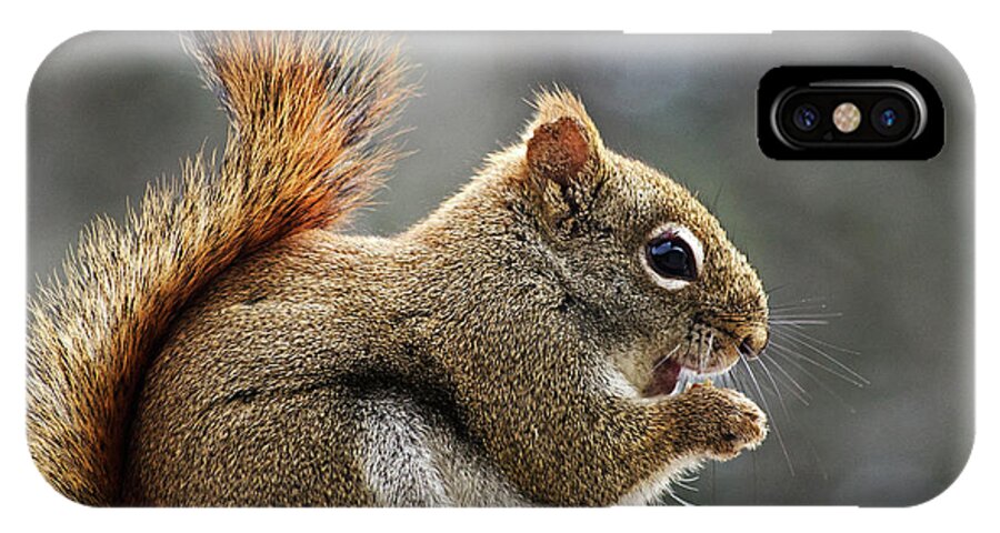 Squirrel iPhone X Case featuring the photograph Red Squirrel on Wooden Fence II by Jeff Galbraith