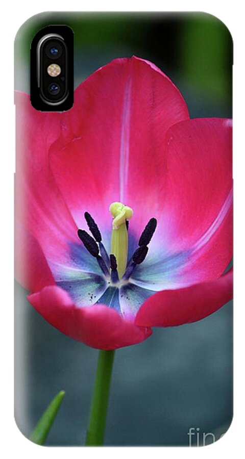 Tulip iPhone X Case featuring the photograph Red tulip blossom with stamen and petals and pistil by Imran Ahmed