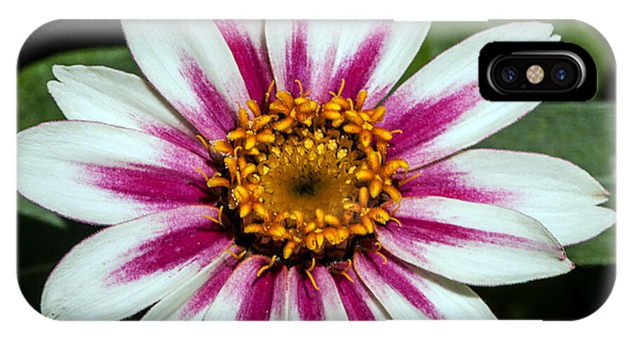 Flower iPhone X Case featuring the photograph Red White and Yellow Flower by John Haldane