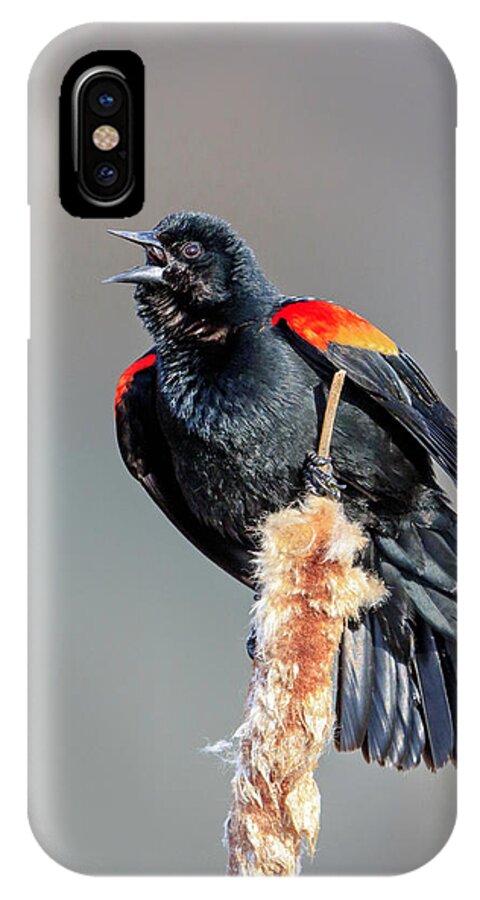 Blackbird iPhone X Case featuring the photograph Red-Winged Blackbird by Jack Bell