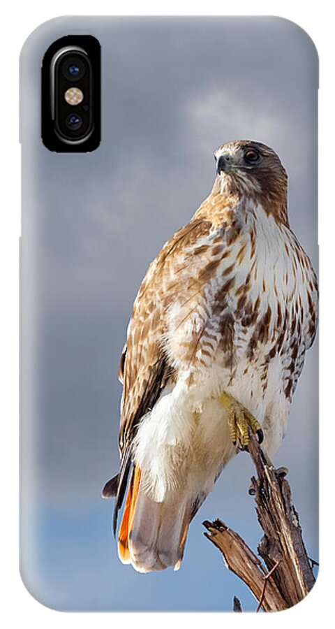 Redtail Hawk iPhone X Case featuring the photograph Redtail Portrait by Bill Wakeley