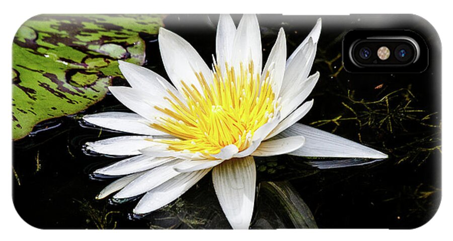 Lily iPhone X Case featuring the photograph Reflective Lily by Les Greenwood