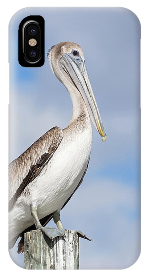 Borwn Pelican iPhone X Case featuring the photograph Regal Bird by Eilish Palmer