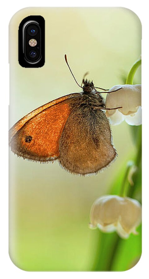 Butterfly iPhone X Case featuring the photograph Rest in the morning sun by Jaroslaw Blaminsky