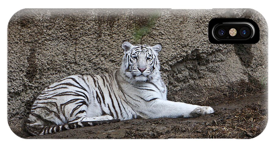 Bengal iPhone X Case featuring the photograph Resting White Tiger by Douglas Barnett