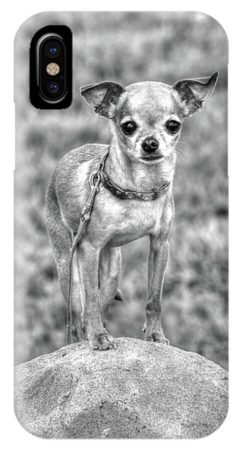 Chihuahua iPhone X Case featuring the photograph Rock Star by J Laughlin