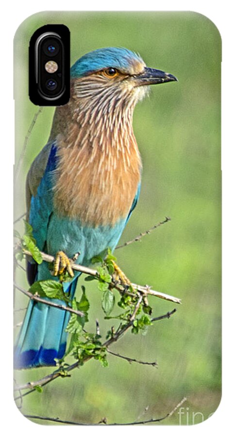 Roller Bird iPhone X Case featuring the photograph Roller looking on by Pravine Chester