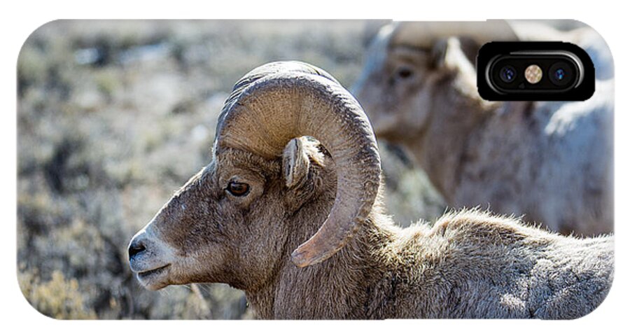 Big Horn Sheep iPhone X Case featuring the photograph Row of Sheep by Michael Ash