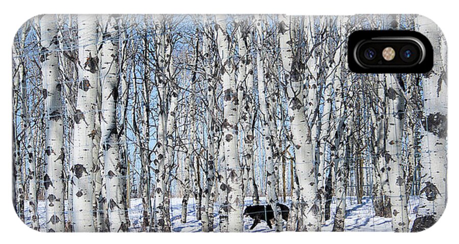 #wolfdog #print #nature #yamnuska #cochranealberta #zeus #snow #birchtrees #outdoors #pics #photography # Fineart #images #tree #interiordesign #print #print #art #artist #design #alberta iPhone X Case featuring the photograph Sanctuary by Jacquelinemari