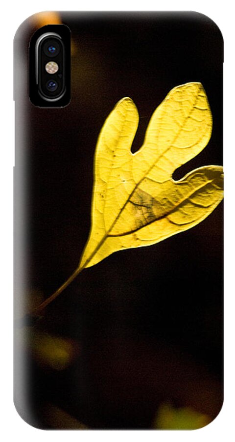 Sassafras iPhone X Case featuring the photograph Sassafras Leaf Aglow by Douglas Barnett