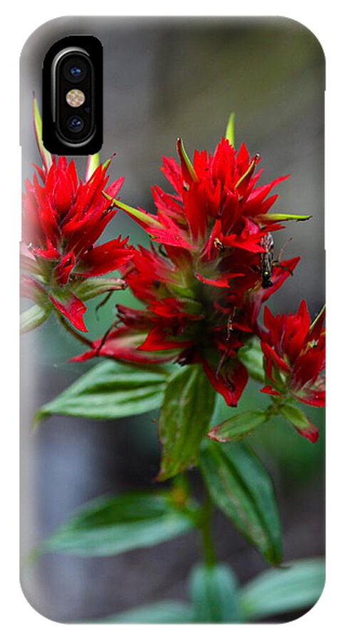 Scarlet iPhone X Case featuring the photograph Scarlet Red Indian Paintbrush by Karon Melillo DeVega