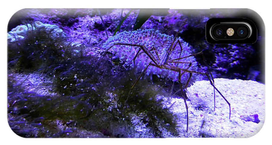 Sea Spider iPhone X Case featuring the photograph Sea Spider by Francesca Mackenney