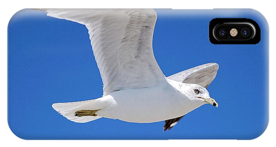 Photography iPhone X Case featuring the photograph Seagull by Ludwig Keck