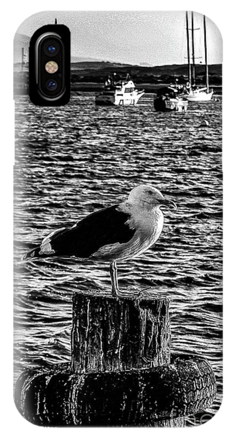 Bird iPhone X Case featuring the photograph Seagull Perch, Black and White by Adam Morsa