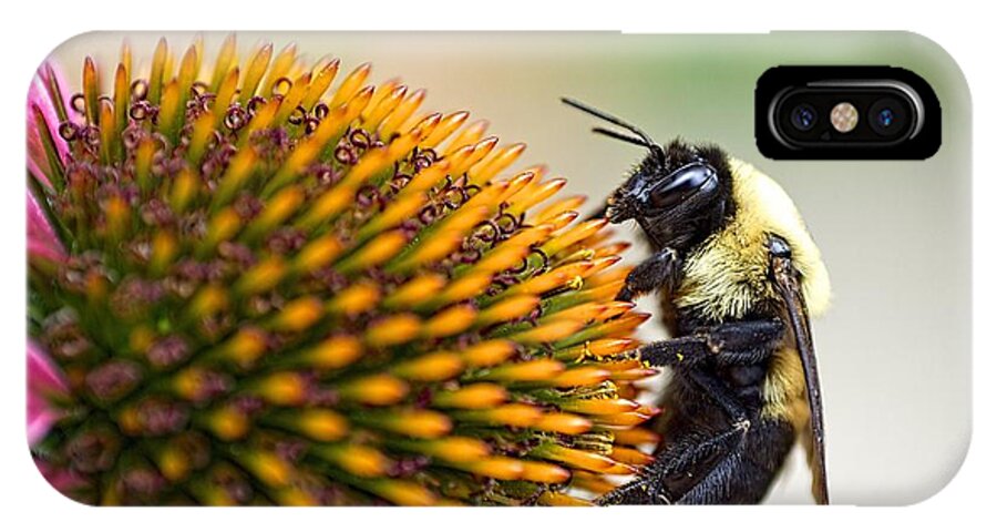 Bee iPhone X Case featuring the photograph Seeking Nectar by Brad Boland