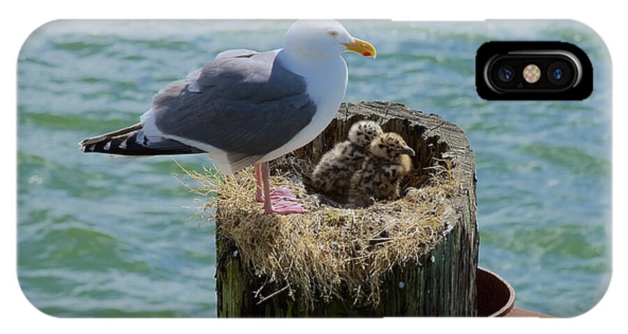 Seagull iPhone X Case featuring the photograph Seagull Family by Richard J Cassato