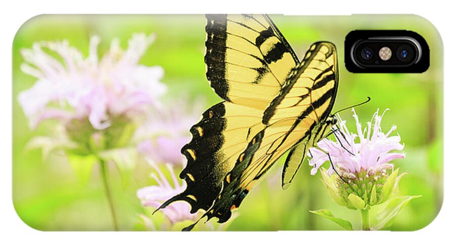 Forest Preserve iPhone X Case featuring the photograph Series of Yellow Swallowtail #4 of 6 by Joni Eskridge