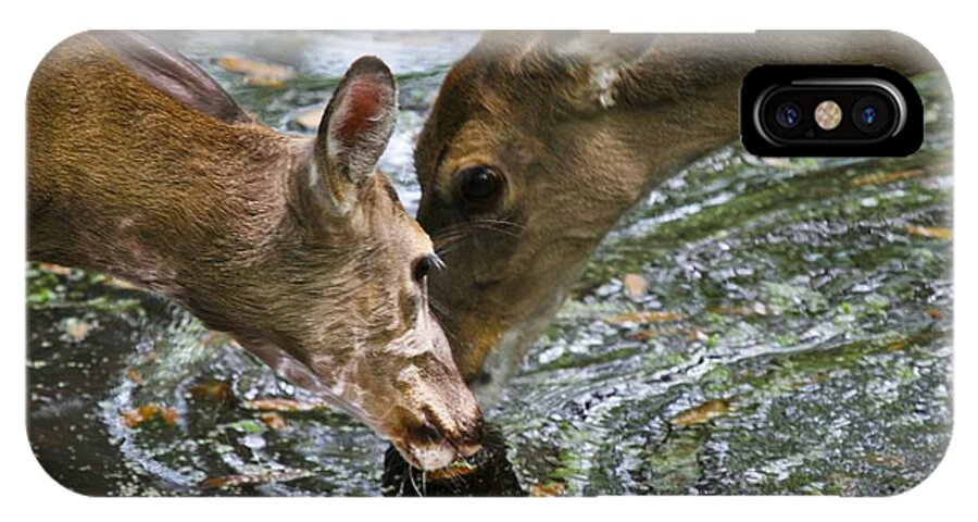 Animals iPhone X Case featuring the photograph Sharing by Taylor Howe