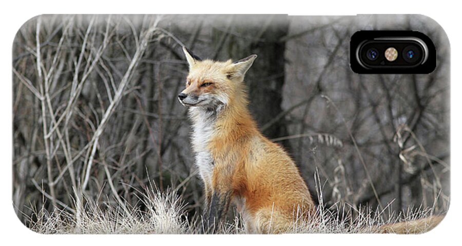 Fox iPhone X Case featuring the photograph Sitting pretty by David Barker