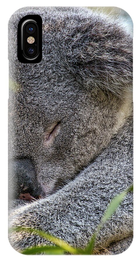 Koala iPhone X Case featuring the photograph Sleeping Koala - Canberra - Australia by Steven Ralser