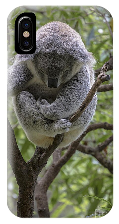 Koala iPhone X Case featuring the photograph Sleepy koala by Sheila Smart Fine Art Photography