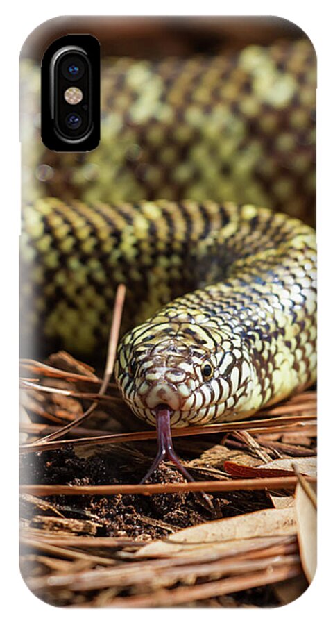 Nature iPhone X Case featuring the photograph Slither Snake by Arthur Dodd