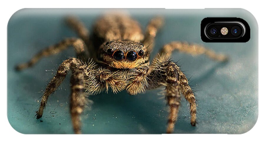 Insect iPhone X Case featuring the photograph Small jumping spider by Jaroslaw Blaminsky