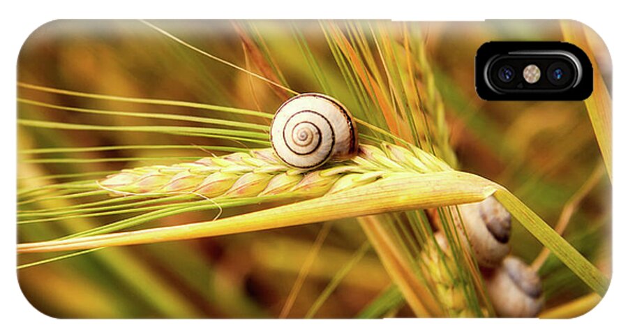Wheat iPhone X Case featuring the photograph Snails On Wheat by Mountain Dreams