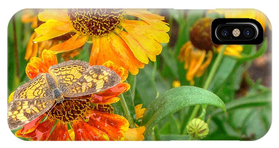 Helenium iPhone X Case featuring the photograph Sneezeweed by Shelley Neff