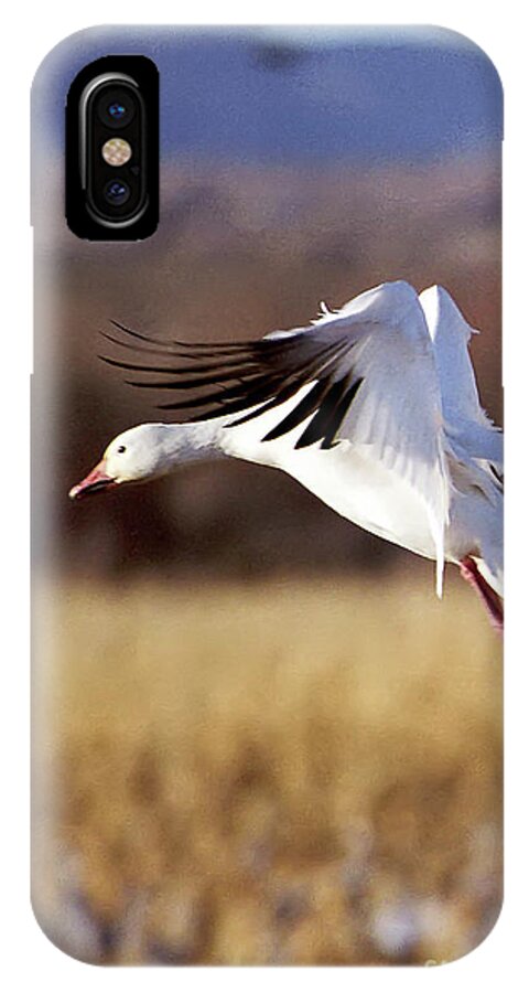 Bosque iPhone X Case featuring the photograph Snow Goose by Steven Ralser