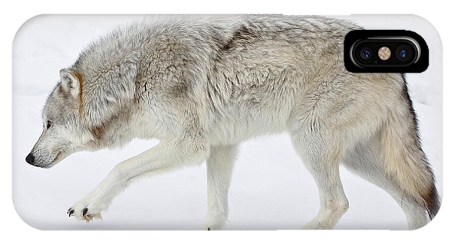 Wolves iPhone X Case featuring the photograph Snow Prowler by Athena Mckinzie