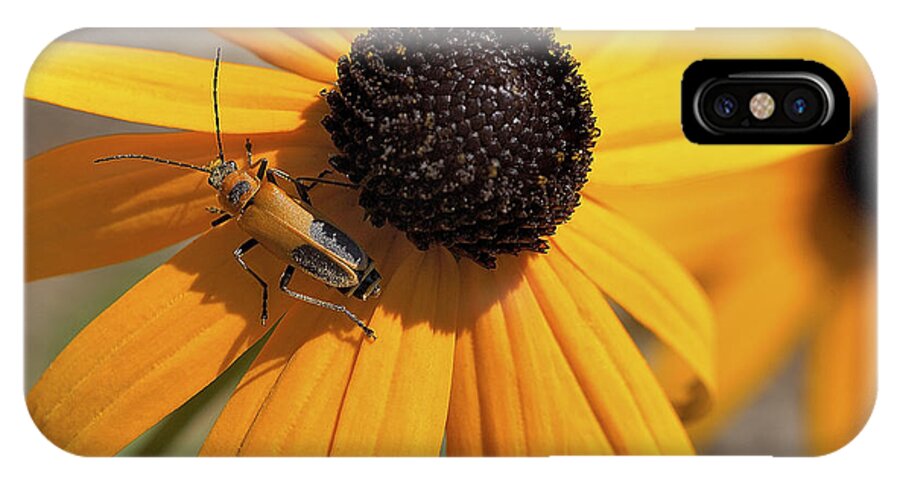 Insects iPhone X Case featuring the photograph Soldier Beetle On His Flower by Dick Pratt