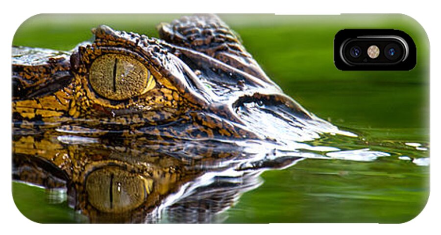Photography iPhone X Case featuring the photograph Spectacled Caiman Caiman Crocodilus by Panoramic Images