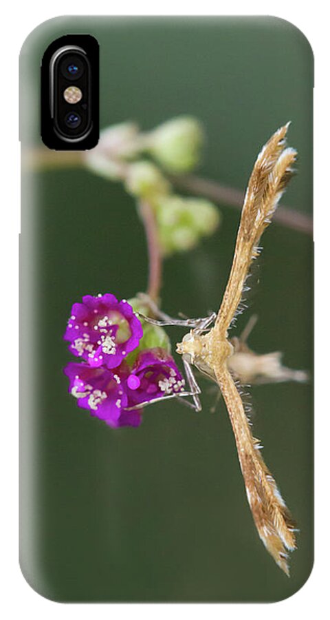 Moth iPhone X Case featuring the photograph Spiderling Plume Moth on Wineflower by Paul Rebmann