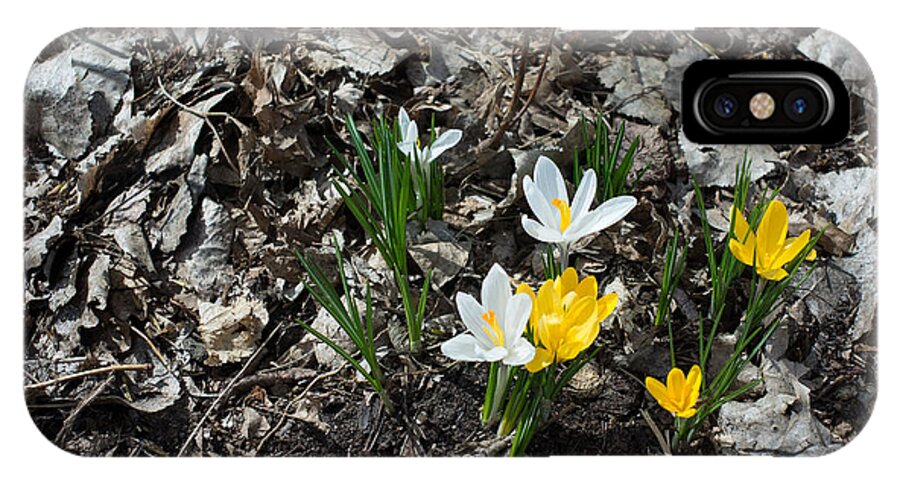 Flowers iPhone X Case featuring the photograph Spring has sprung by Mike Evangelist