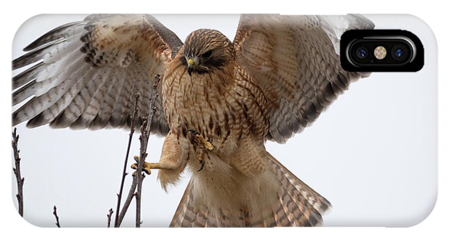 Westboylston Ma Mass Massachusetts Brian Hale Brianhalephoto Newengland New England Nicitating Membrane Blink Blinking Eye Eyelide Portrait Closeup Close Up Redtail Red-tail Red-shoulder Redshouldered Shouldered Red Tail Shoulder Hybrid Hawk Rare Landing Sticks Stick Tree Branches Branch Land iPhone X Case featuring the photograph STICK the landing by Brian Hale