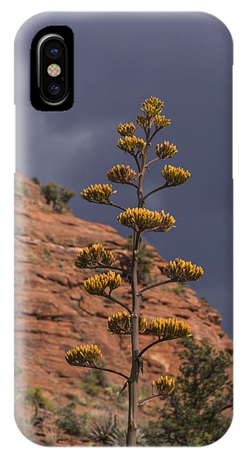 Century Plant iPhone X Case featuring the photograph Stretching into a Threatening Sky by Laura Pratt