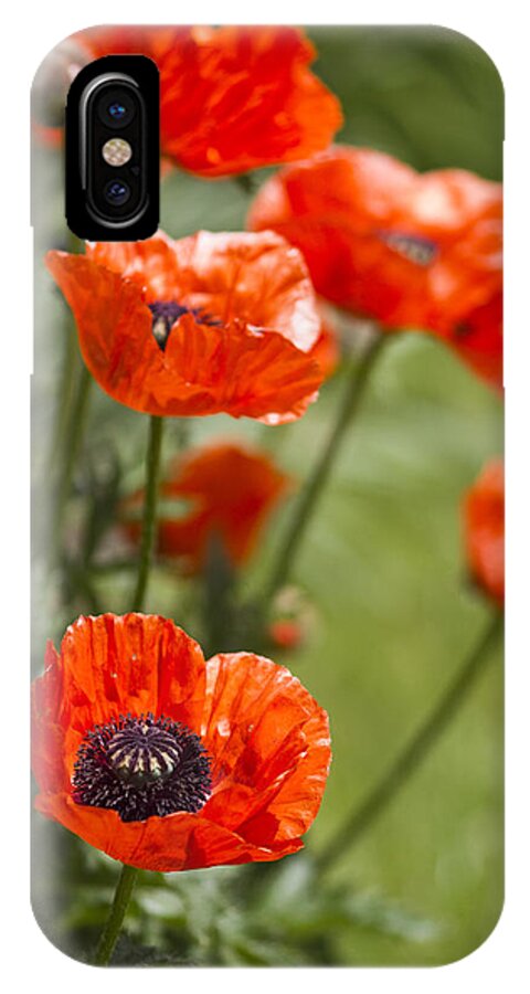 Poppies iPhone X Case featuring the photograph Stunners by Rebecca Cozart