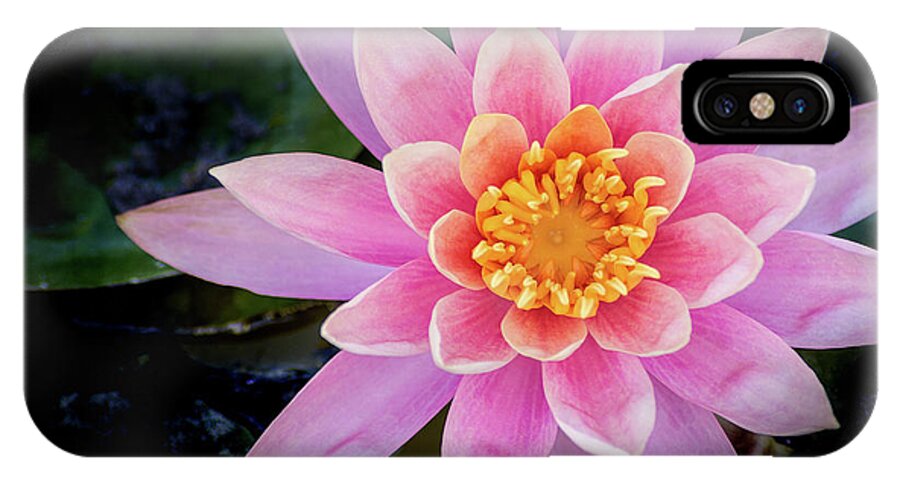 Water Lily iPhone X Case featuring the photograph Stunning Water Lily by Don Johnson