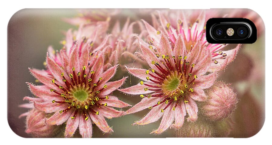 Succulent Flower iPhone X Case featuring the photograph Succulent Flowers - 365-100 by Inge Riis McDonald