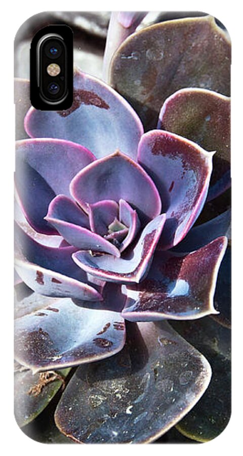 Succulent Plant Poetry iPhone X Case featuring the photograph Succulent Plant Poetry by Silva Wischeropp