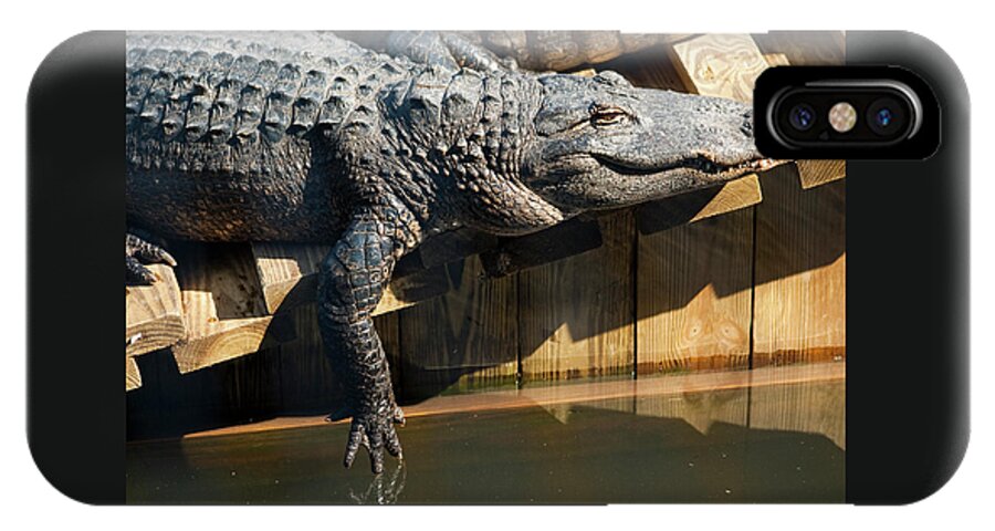 Alligator iPhone X Case featuring the photograph Sunbathing Gator by Carolyn Marshall