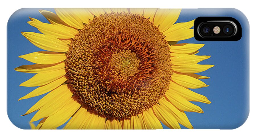Sunflower iPhone X Case featuring the photograph Sunflower and Blue Sky by Nancy Landry