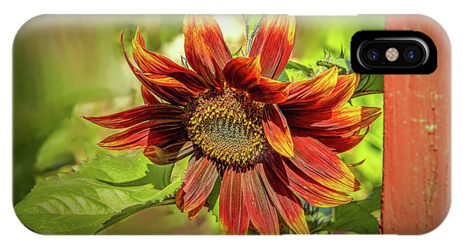 Sunflower iPhone X Case featuring the photograph Sunflower #g5 by Leif Sohlman