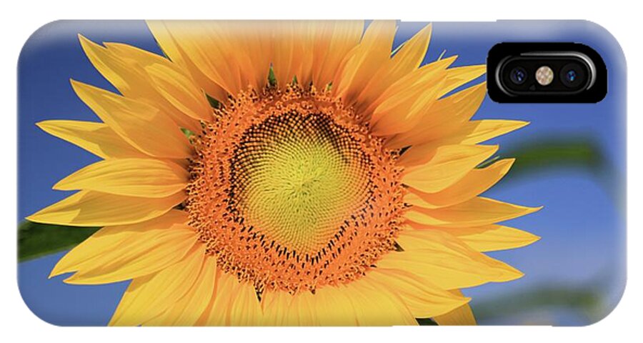 Photosbymch iPhone X Case featuring the photograph Sunflower by M C Hood